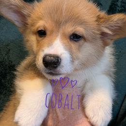 Cobalt - Red male Pembroke Welsh Corgi puppy in Berkeley Springs, West Virginia from Hummingbird Farm