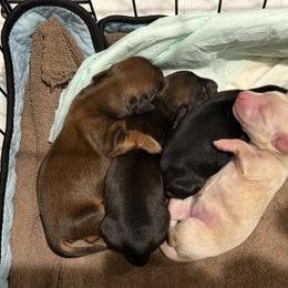 Blade - Black and tan male Dachshund puppy in Delta, Utah from Bab's Wiggles and Wags