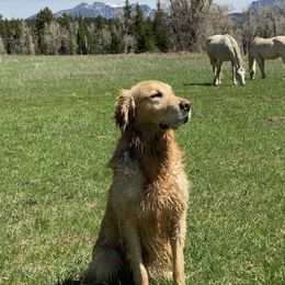 Goldendoodles and Golden Retrievers from Brashears Livestock and Dogs
