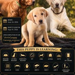 Scotch - Yellow male Labrador Retriever puppy in Antwerp, Ohio from Clark’s Loyal Labradors