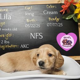 Hei Hei - Cream female Dachshund puppy in Hoquiam, Washington from Heyd's Mini Dachshunds