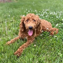 June - Goldendoodle
