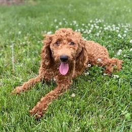 June - Goldendoodle