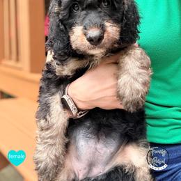 Miss Teal - Black white and tan female Springerdoodle puppy in Kendall, New York from Family Raised Doodles