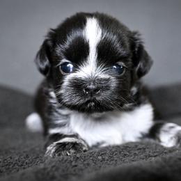 Calla - Black and white female Shih Tzu puppy in Montrose, Colorado from Nana's Happy Pups