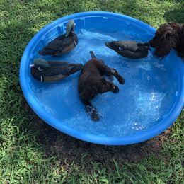 Boykin Spaniel Puppies from Indian Field Boykins