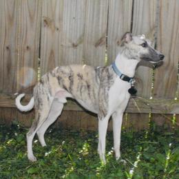 Tigger - Whippet