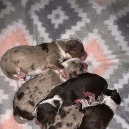 "Current litter: 1 male and 4 females" Miniature Australian Shepherd and Toy Australian Shepherd Puppies from KangaRoos Little Aussies
