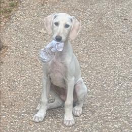 Electra - Cream female Saluki puppy in Grass Valley, California from Sahar Paz Salukis