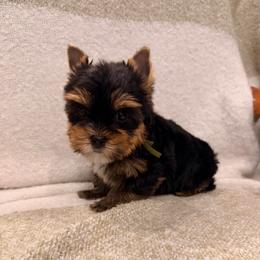 Kobe - Black and tan male Yorkshire Terrier puppy in Georgia from Nalley Kennels