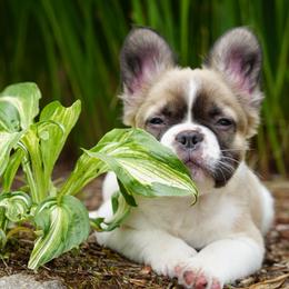 Prince - Fawn and white male French Bulldog puppy in Battle Ground, Washington from Ferguson's Bulldogs