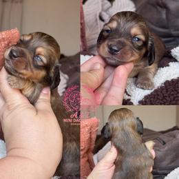 Mike - Red male Dachshund puppy in Hornbeck, Louisiana from A&Z Mini Dachshunds
