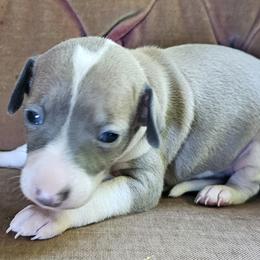 Fawn girl - Blue fawn female Italian Greyhound puppy in Phillips, Maine from Maplewood Italian Greyhounds