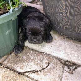 Brindle boy - Black male Pekingese puppy in Winter Haven, Florida from Polk County Peekapoos