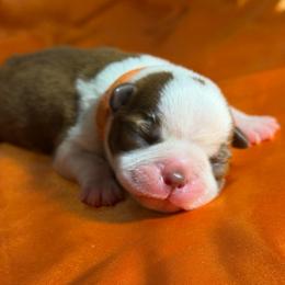 Orange Ribbon Boy - Seal brindle and white male Boston Terrier puppy in Cedar Hill, Texas from Baldwins Boston Terriers
