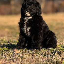 Sheepadoodle Puppies from Mulberry Ride Doodles