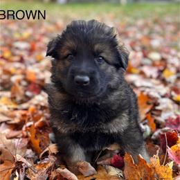 Brown - Sable female German Shepherd puppy in Laurens, New York from Vom Chivalry Haus German Shepherds