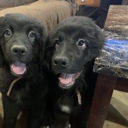 Newfoundland Puppies from Pete’s Newfies