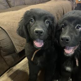 Newfoundland Puppies from Pete’s Newfies