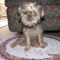 Brussels Griffon Puppies from ET's BG's!