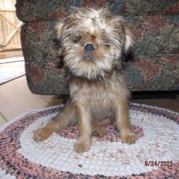 Brussels Griffon Puppies from ET's BG's!