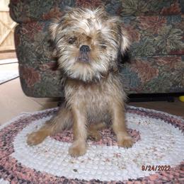 Brussels Griffon Puppies from ET's BG's!
