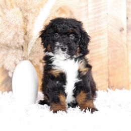 Bernedoodle and Goldendoodle Puppies from Kimberlee’s Kennels
