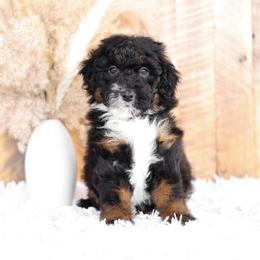 Bernedoodle and Goldendoodle Puppies from Kimberlee’s Kennels