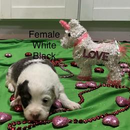 Puppy 4 - White and black female Pembroke Welsh Corgi puppy in Port Republic, Maryland from Bestfurends