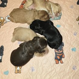 Cocker Spaniel Puppies from Kellie's Cocker Spaniels