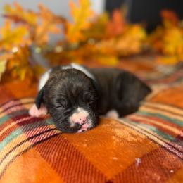 Girl 2 - Brindle female Boxer puppy in Prestonsburg, Kentucky from Bre’s Boxers