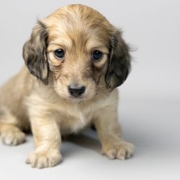 Havarti - Cream female Dachshund puppy in Boswell, Indiana from Golden Moose Homestead
