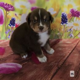Boy 2 - Red tri-color male Australian Shepherd puppy in Lakeland, Florida from Diamond P Australian Shepherds