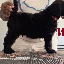 Poodle Puppies from Tyler Family Poodles