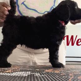 Poodle Puppies from Tyler Family Poodles
