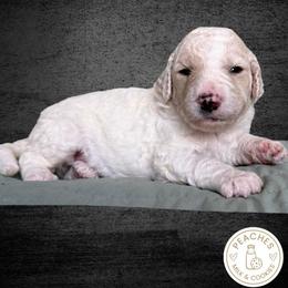Snickerdoodle - Cream female Labradoodle puppy in Kingman, Arizona from The Dood Ranch