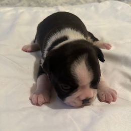 Girl 1 - Black and white female Boston Terrier puppy in Brookville, Ohio from Best Friend Bostons