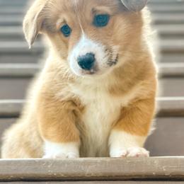 Goofy - Red male Pembroke Welsh Corgi puppy in Adairsville, Georgia from Ingram's Corgis