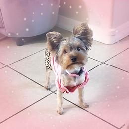 Yorkshire Terriers from Neptune Cove