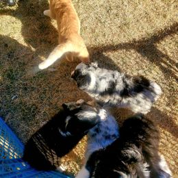 Australian Shepherd Puppies from Winsome Aussies