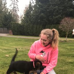 German Shepherd Puppies from Oregon German Shepherds