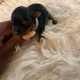 Lilac - Black and tan female Yorkshire Terrier puppy in Selden, New York from Alisha's Yorkshire Terriers