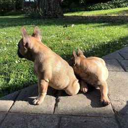  Puppies from Creme De La Creme French Bulldogs
