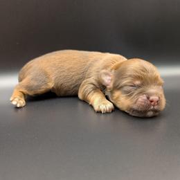 Apple Dumpling - Red sable male Havanese puppy in Marysville, Ohio from Sweet Confections Havanese