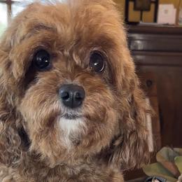 Punky - Poodle