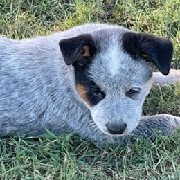 Boy 3 - Blue speckled male Australian Cattle Dog puppy in Pryor, Oklahoma from Branded Outlaw Cattle Dogs