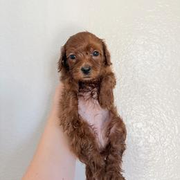 Pearl - Red female Cavapoo puppy in Fort Worth, Texas from Aloha Paradise Poodles LLC