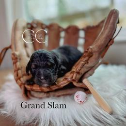 Grand Slam - Tri-color male Bernedoodle puppy in Benton, Arkansas from Cozy Creek Doodles