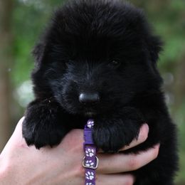 Ebony - Black German Shepherd puppy in Nacogdoches, Texas from Vom Hausgladfel