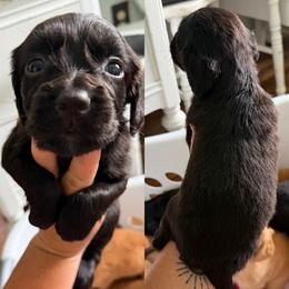 Black - Black female English Cocker Spaniel puppy in Millen, Georgia from Pine Hill Kennels